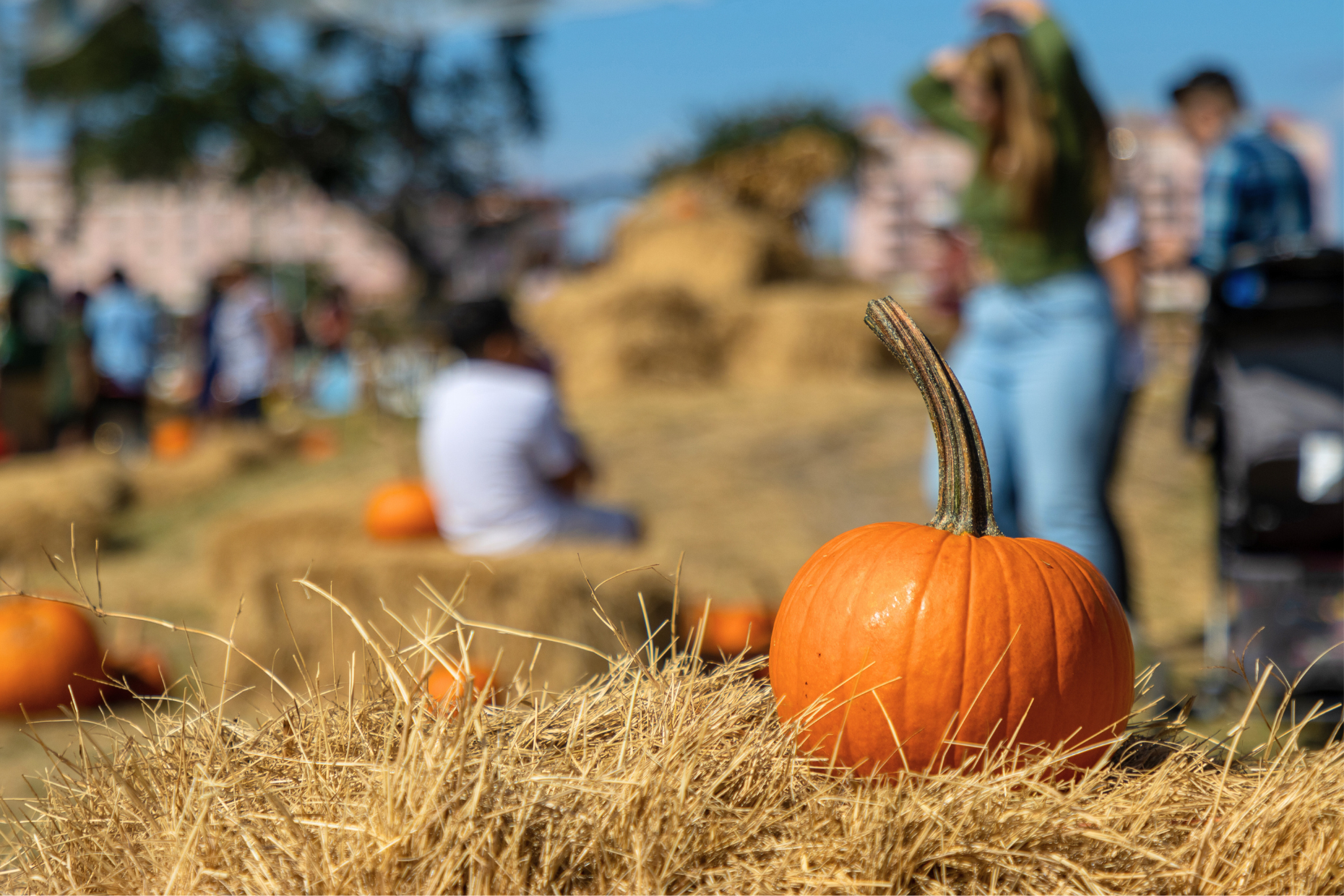 A bright orange pumpkin sits on a pile of hay at an outdoor pumpkin patch, where people enjoy the sunny day—some even incorporating playful activities that resemble functional strength training among the scattered pumpkins.